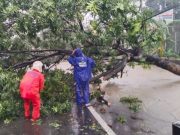 Hujan Deras dan Angin Kencang Terjang Kudus, Belasan Pohon Tumbang dan Bangunan Rusak