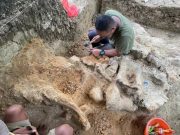 Arkeolog CPAS Temukan Tulang Belakang Gajah Stegodon di Situs Patiayam