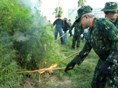 BNN RI Musnahkan 22.864 Pohon Ganja di Lahan Seluas Dua Hektar Wilayah Aceh Utara