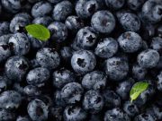 Si Ungu yang Baik Dikonsumsi Tiap Hari, Yuk Intip Manfaat Bluberry Bagi Kesehatan