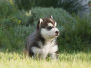 Dipelihara Banyak Orang, Ini Tiga Fakta Unik Anjing Jenis Siberian Husky