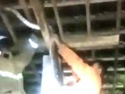 Semalam, Tangkap Dua Ekor Ular Piton yang Memangsa Ayam