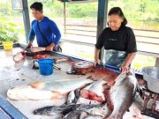 Nelayan Gajahmungkur Panen Ikan Sogo dan Jambal Berukuran Besar