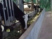 Produksi Susu Sapi di Batang Naik 250 Liter