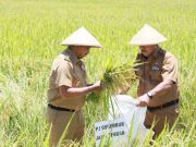 Jawa Tengah Ditarget Produksi 11,168 juta ton Gabah Kering Tahun 2024