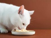 Pencinta Anabul Wajib Tahu! Ini 4 Cara Memilih Makanan yang Tepat Untuk Kucing Kesayangan