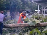 Hujan Angin Kencang di Kebumen, Pohon Tumbang di 162 Titik