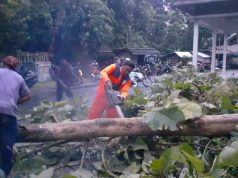 Hujan Angin Kencang di Kebumen, Pohon Tumbang di 162 Titik