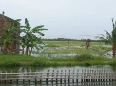 Banjir di Lumbung Padi, Cerita Petani Demak yang Gagal Panen