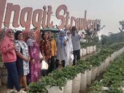 Petik Buah Langsung di Kebun Inggit Strawberry Sawangan Magelang