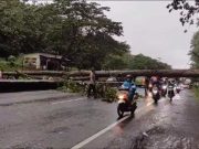 Pohon Jati Tumbang Menutup Jalan Pantura Batang