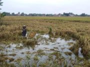 1.795 Ha Tanaman Padi di Jepara Puso, Kerugian Petani Capai Rp. 43,67 Miliar