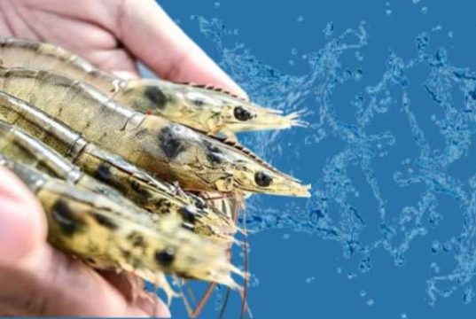 Soal Penetapan Tersangka, Seorang Petambak Karimunjawa Mengaku Sedang Pelajari Perubahan Status