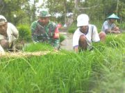 Babinsa Jati Percepat Masa Tanam, Turun ke Sawah Bantu “Ndhaut” Bibit Padi