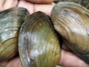 Kaya Akan Kalsium, Ini Tiga Manfaat Mengonsumsi Kerang Kijing Bagi Kesehatan Tubuh