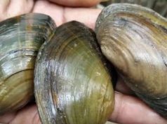Kaya Akan Kalsium, Ini Tiga Manfaat Mengonsumsi Kerang Kijing Bagi Kesehatan Tubuh