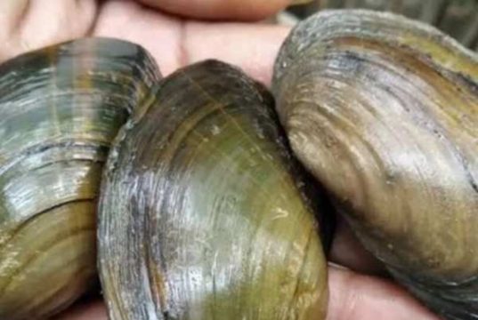 Kaya Akan Kalsium, Ini Tiga Manfaat Mengonsumsi Kerang Kijing Bagi Kesehatan Tubuh