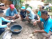 Budidaya Maggot Bernilai Ekonomis Tinggi, Ini yang Dilakukan DLH Jepara