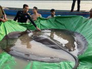 Seorang Nelayan Dikabarkan Menghilang di Laut Setelah Tersengat Ikan Pari