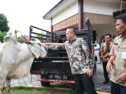 Bupati Kebumen Beli 11 Sapi Kurban dari Bumdesma dan Petani Lokal