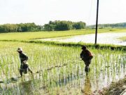Babinsa Sambong Dampingi Petani Gadu Blora untuk Jaga Ketahanan Pangan