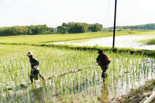 Babinsa Sambong Dampingi Petani Gadu Blora untuk Jaga Ketahanan Pangan
