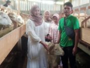 Cara Unik Peternak Kambing Wonosobo Gaet SPG untuk Promosi ke Pembeli