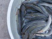Tiga Tips Mudah Mengobati Luka Terkena Patil Ikan Lele