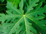 Ini Manfaat Daun Pepaya Jepang bagi Kesehatan, Kamu Wajib Tahu!