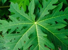 Ini Manfaat Daun Pepaya Jepang bagi Kesehatan, Kamu Wajib Tahu!