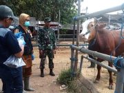 Pemeriksaan Kesehatan Hewan Sambut Hari Raya Idul Adha