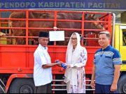 Bupati Pacitan Berkurban Seekor Sapi dan 12 Ekor Kambing