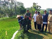 Pompanisasi untuk Menyelamatkan Tanaman Padi