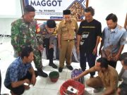 Budidaya Maggot, Ciptakan Lingkungan Bersih Bernilai Plus
