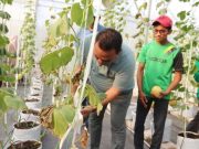 Melon Varietas Kirani Intanon Digemari Anak Muda, Inovasi Kebun Melon Green House Ala Girli Farm Blora