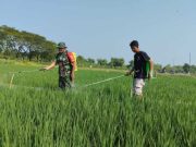 Antisipasi Serangan Hama Penyakit, Petani Nglebak Blora Semprot Tanaman Padi