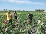 Blora Jarang Turun Hujan, Petani Jagung Tobo Jati Harus Ngocori dan Mupuk