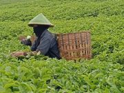 Yuk Datang ke Tambi Tea Resort, Berwisata Sambil Belajar Menyeduh Teh dengan Benar