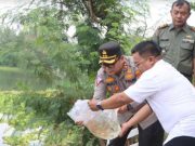 Polres Tegal Kota Tebar 2 Ribu Benih Ikan Nila di Polder Bayeman