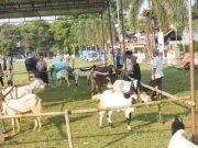 Dislutkanak Batang Temukan Hewan Kurban Hamil dan di Bawah Umur