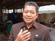 DKPPP Kota Tegal Nyatakan Empat Sapi Terinfeksi Virus PMK