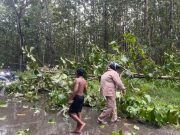 Hujan Deras dan Angin Kencang Tumbangkan Pohon di Jalur Purwodadi-Solo