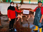 Hewan Kurban DPC PDI Perjuangan Kota Semarang Disembelih di RPH Penggaron