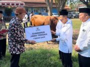 Baznas Jateng Kalengkan 88 Sapi Kurban