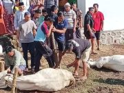 Teladan Kerukunan dari Desa Tempur, Umat Kristiani Juga Mendapat Daging Hewan Kurban, Ini Beratnya