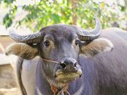 Ketika Sunan Kudus Lebih Memilih Kerbau daripada Sapi untuk Dijadikan Hewan Qurban