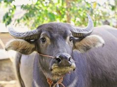Ketika Sunan Kudus Lebih Memilih Kerbau daripada Sapi untuk Dijadikan Hewan Qurban