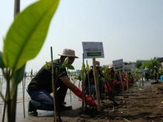 Jaga Pantai Semarang dari Abrasi, Nasmoco Tanam Mangrove di Pesisir Gandeng Komunitas dan Industri