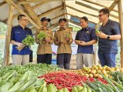 14 Petani di Bogor Binaan YDBA dan PIP dapat Sertifikat Good Agriculture Practices