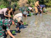 Dandim 0728 Wonogiri Pimpin Tanam Padi di Sawah Petani